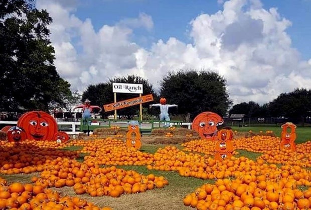 Pumpkin patches near Houston