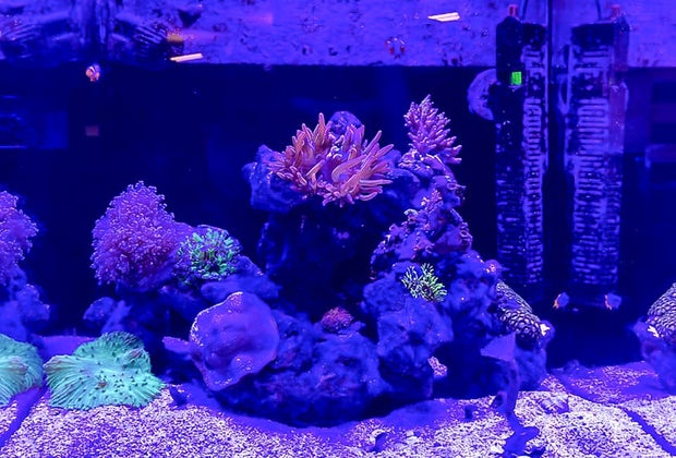 Old Town Aquarium is a shop for home aquariums.