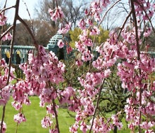 Cherry blossoms usher in the spring season at the 200-acre Old Westbury Gardens. Photo courtesy of Old Westbury Gardens