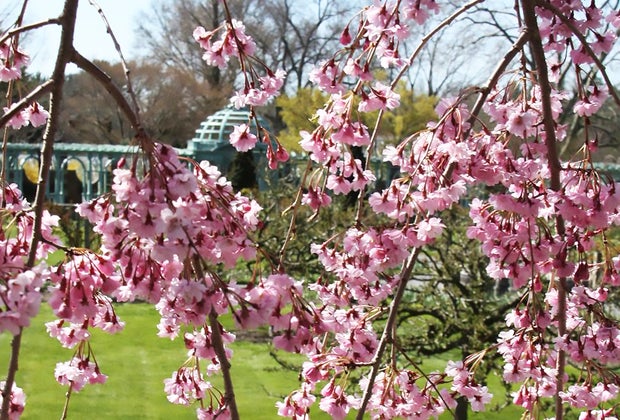 cherry blossoms at Old Westbury Gardens