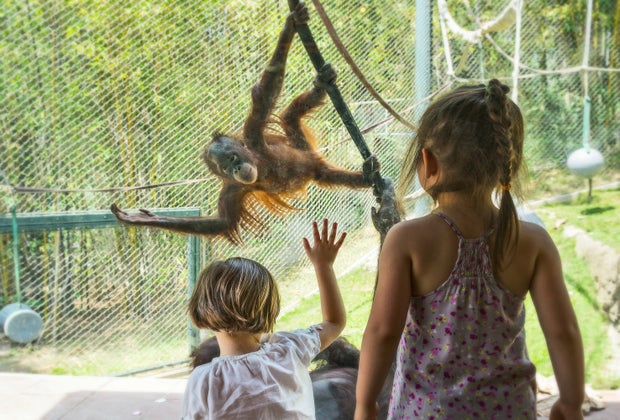 Things To Do with Preschoolers in Los Angeles: Los Angeles Zoo