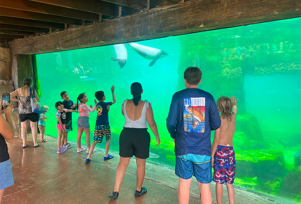 Aquatica Orlando: The Ultimate Guide for Wet & Wild Fun: Commerson's dolphins