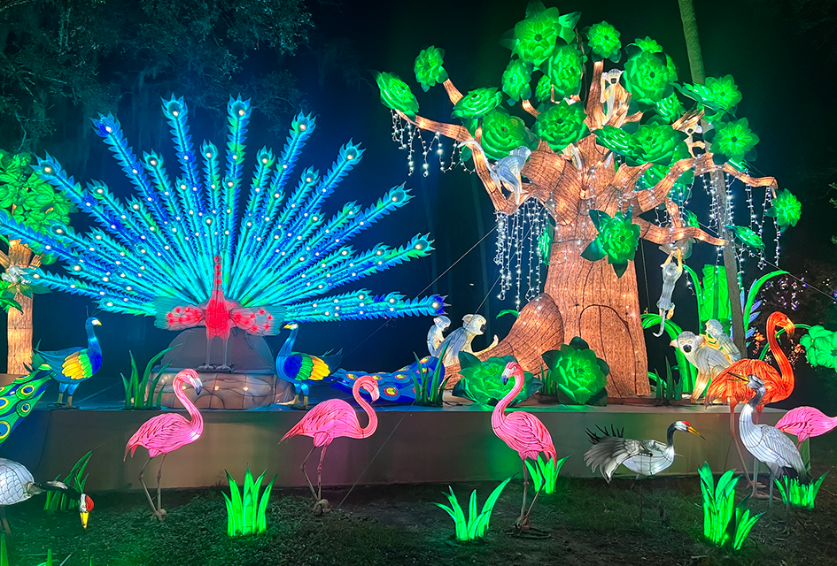 Asian Lantern Festival: Into the Wild Lights Up the Central Florida Zoo The Asian Lantern Festival runs though January 19, 2025.