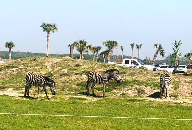 Wild Florida Drive-Thru Safari Park
