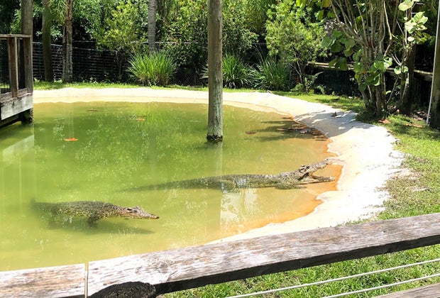 a pond with alligators