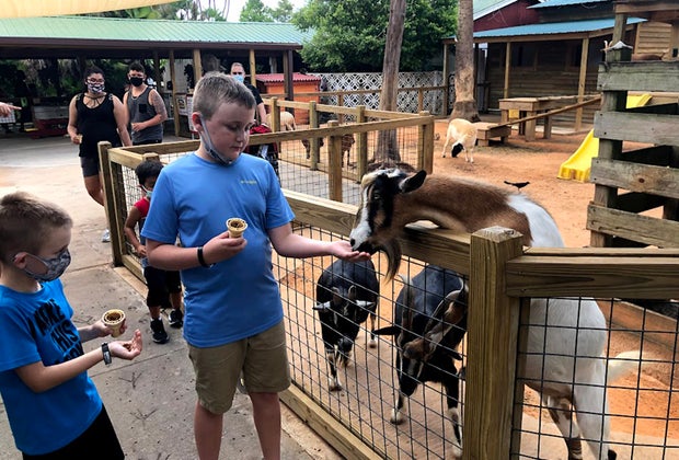 kids feeding goats