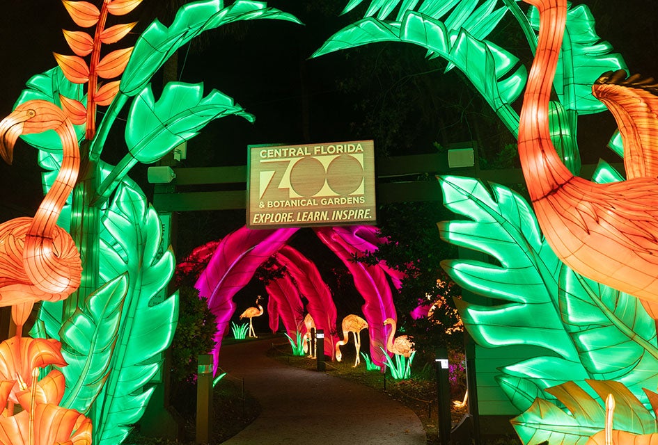 Best Holiday Lights Drive-Thrus and Christmas Light Shows in Orlando The Central Florida Zoo & Botanical Gardens transforms into the Asian Lantern Festival: Into the Wild at night! Photo courtesy of the zoo