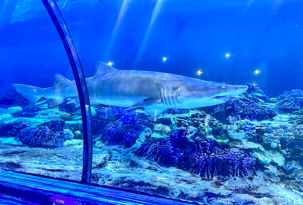 Shark Encounter, SeaWorld Orlando