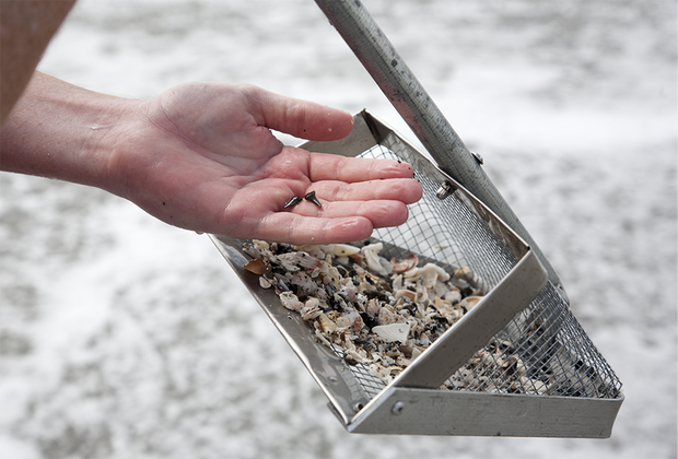 Best beaches to find shark teeth in florida shark teeth