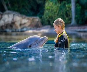 Embark on a heartwarming, up-close encounter with playful dolphins at Discovery Cove. Photo courtesy of Discovery Cove 