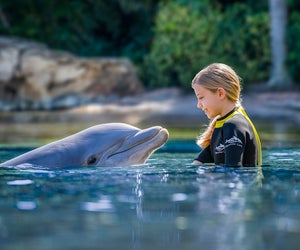 Embark on a heartwarming, up-close encounter with playful dolphins at Discovery Cove. Photo courtesy of Discovery Cove