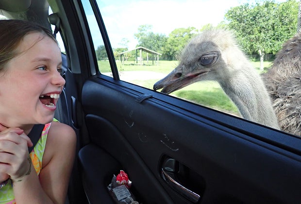 Lion Country Safari in West Palm Beach