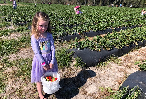 Orlando where to pick Strawberries: Amber Brooke Farms