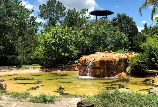 Gatorland Best Zoos, Aquariums, and Animal Encounters in Central Florida