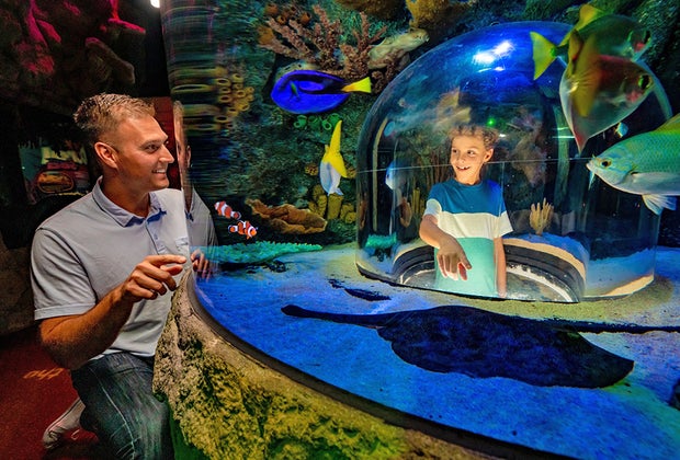 Sea Life Orlando Aquarium Best Zoos, Aquariums, and Animal Encounters in Central Florida