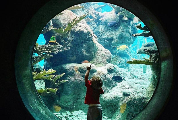 The Florida Aquarium Best Zoos, Aquariums, and Animal Encounters in Central Florida