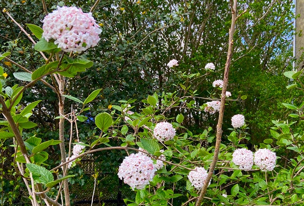 Outdoor Activities in Nature for Kids: Take photos of beautiful pink plants like this.