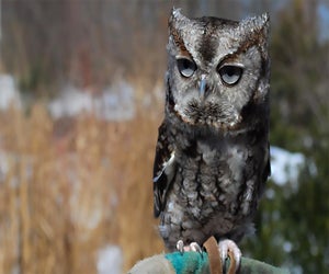 Get to know the resident owls at the Greenburgh Nature Center on Saturday. Photo courtesy of the center