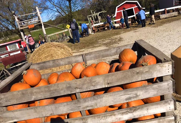 Best Pumpkin Patches Near Chicago