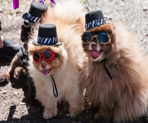 PAWS for Art welcomes dogs (and their owners) for a day of art and fun. Photo courtesy of  Wheaton Arts