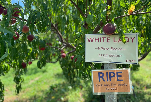 Peach picking near NYC: Fishkill Farms