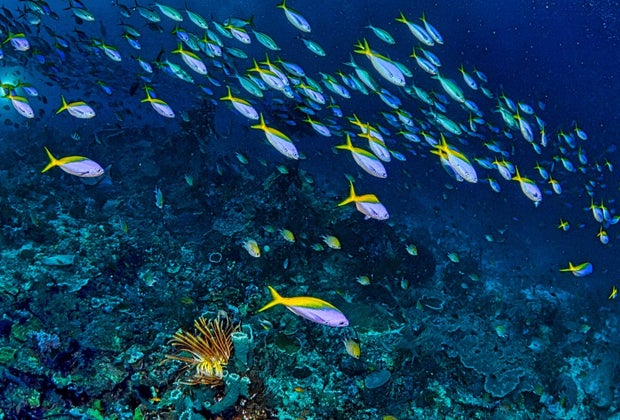 School Jokes for Kids: Why don't fish go on vacation?