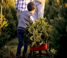 Pick up your tree in a wagon at Linvilla Orchards. 