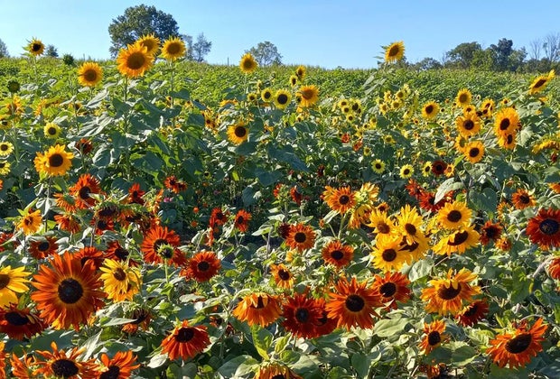 Sunflowers at Hellerick's Family Farm