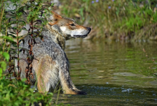 Lehigh Valley Zoo Budget Weekend Getaways for Philly Families Status message