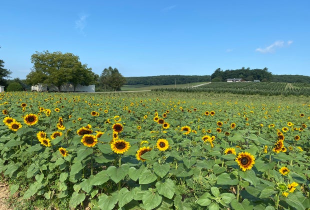 Sunflowers at Yenser's Tree Farm