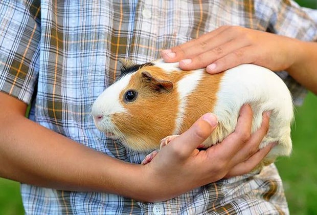Best Pets for Kids: Guinea Pigs