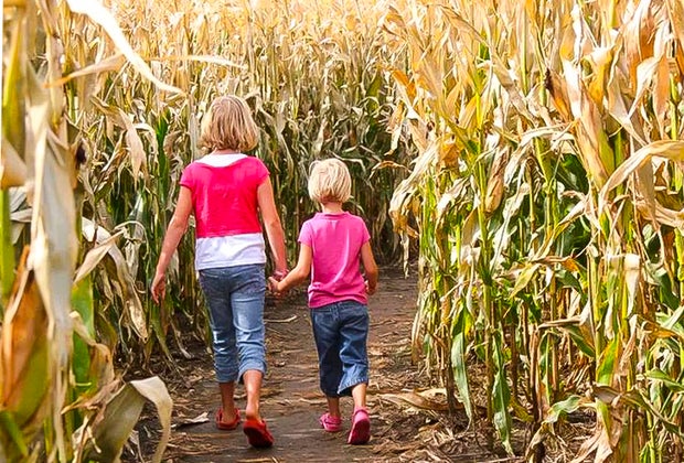 Montpelier Farms Corn Maze