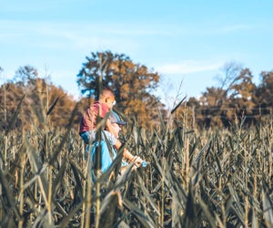 The P-6 Farms Annual Fall Festival features a corn maze. Photo courtesy of P-6 Farms
