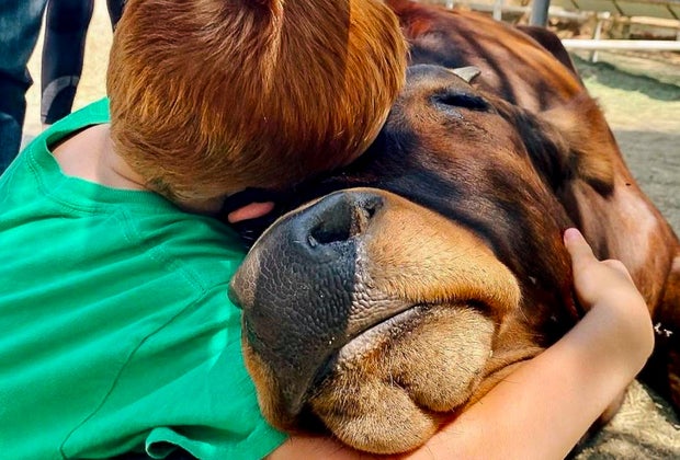 Find an Amazing Petting Zoo near Los Angeles: The Gentle Barn