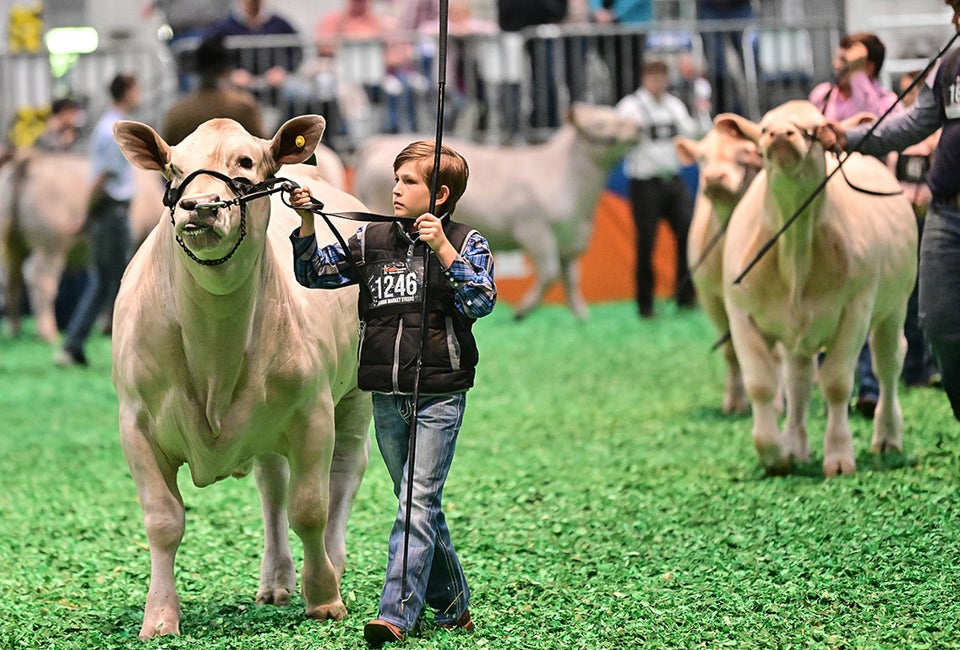 Houston Livestock Show and Rodeo 2025 Top Things To Do with Kids Little boy showing his steer. Photo courtesy of the Houston Livestock Show Rodeo