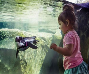 Enjoy some spring weather at the zoo. Photo courtesy of the Lincoln Park Zoo