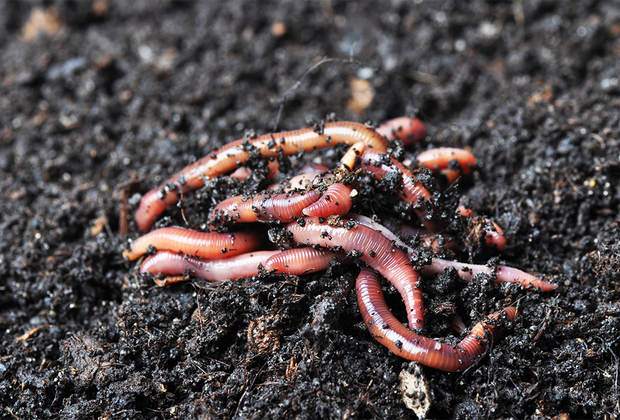 Earthworms