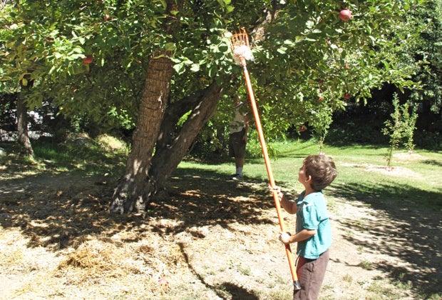 Apple Picking near Los Angeles Willowbrook Farm