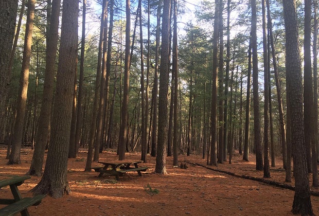 picnic tables and camping space in pine barrens
