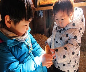 Hold baby animals at Enjoy Pioneer Farm. Photo courtesy of Pioneer Farm, Facebook