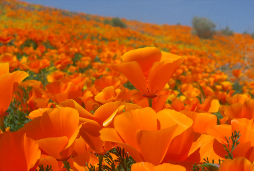 California Poppy Festival