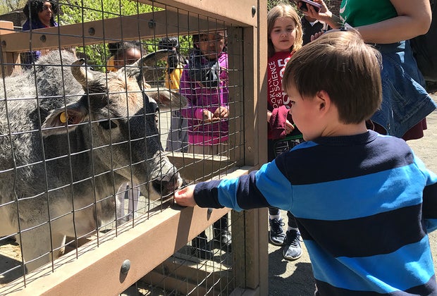 Kids can hand feed animals at the Prospect Park Zoo in NYC