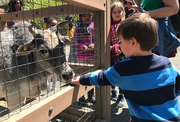 Kids can hand feed animals at the Prospect Park Zoo in NYC