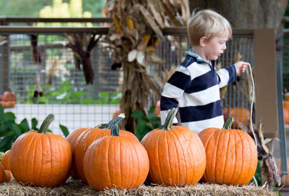Frolic through Pumpkin Playground at Longwood Gardens. Photo courtesy of the Gardens