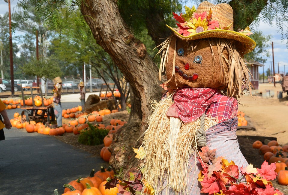 Pumpkin Patch Express