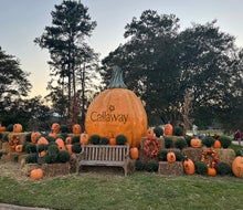 These are the last days to celebrate Pumpkins at Callaway, which includes a corn maze, glowing pumpkins, and much more. Photo by Rebecca Leffler