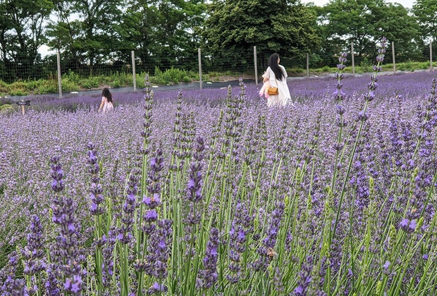 mom and daughter walking through field of lavender