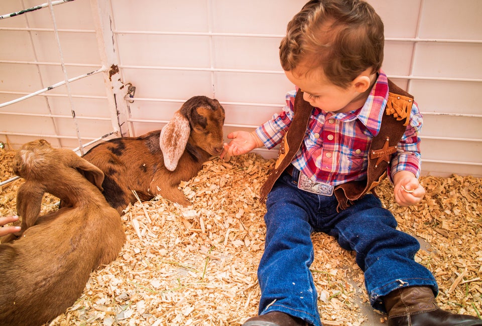 19 Free Things To Do with Kids at the Houston Rodeo