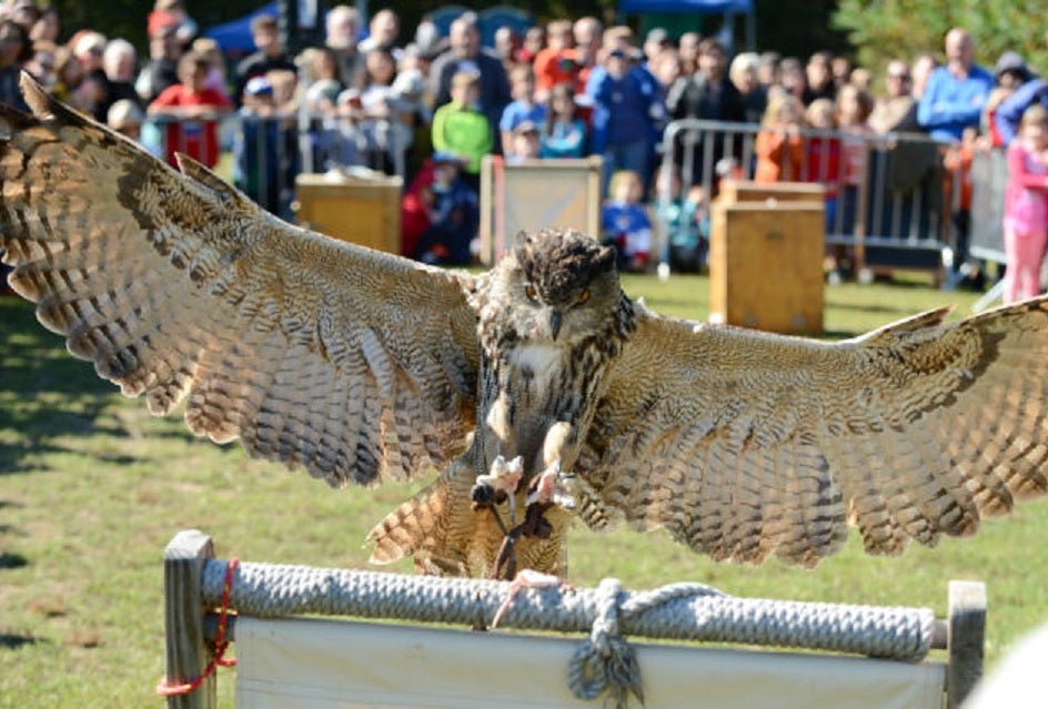 Raptor Fest Photo Courtesy NYC Parks