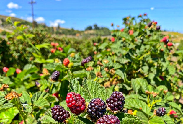 Fall activities near Los Angeles: pick-your-own blackberries and raspberries